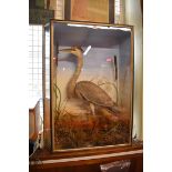 Taxidermy: a grey heron, in a glazed case, 94 x 76cm.