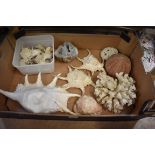 A collection of seashells, coral and mineral specimens.