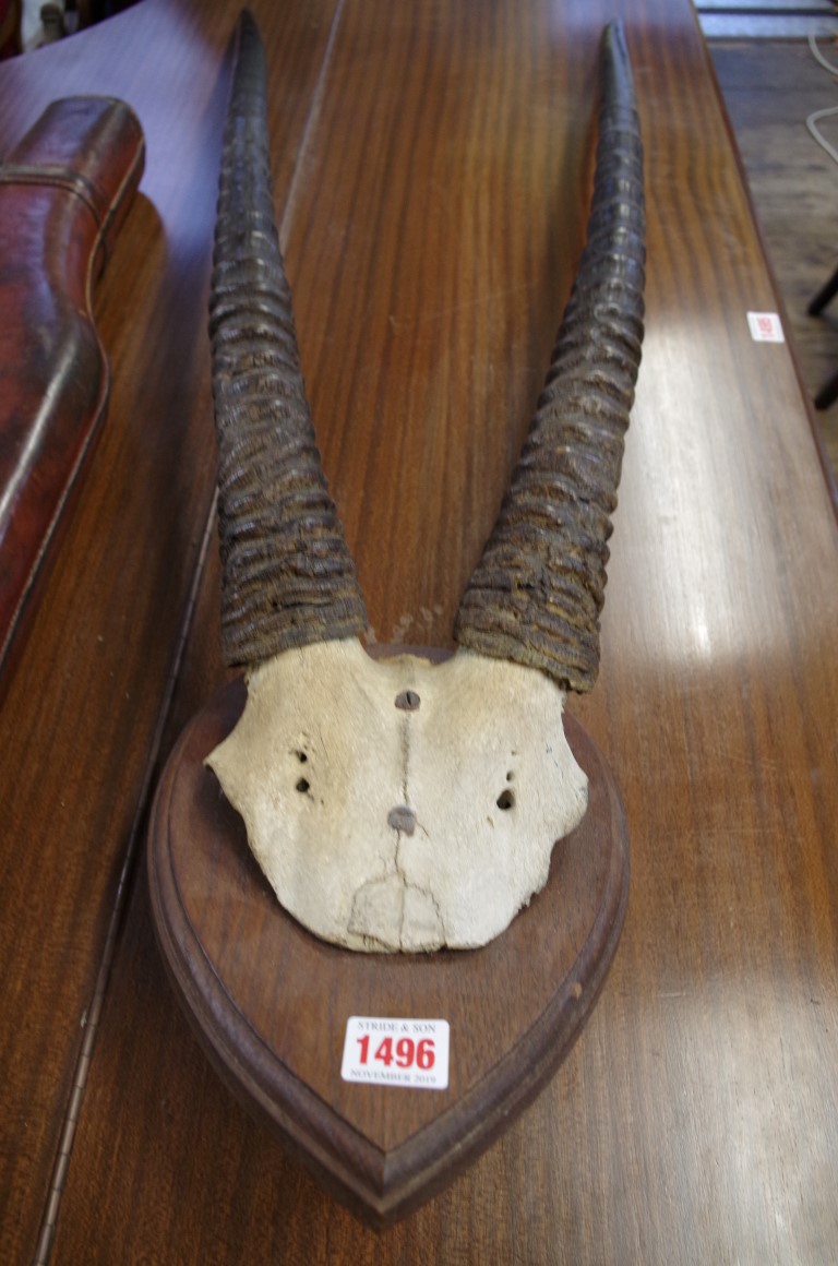 Taxidermy: a large pair of oryx horns, on partial skull mount, the horns 94cm long.