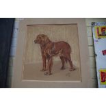 John Arnold Wheeler, 'Clodagh-a Red Setter', monogrammed, pastel, 38.5 x 37cm, mounted but unframed.