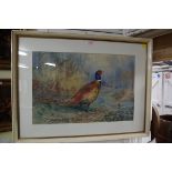 E J Amoore, a pheasant, signed and dated 1924, watercolour, 35 x 52.5cm.