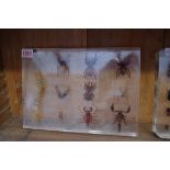 Two acrylic displays of beetles, spiders and related, each approx 21 x 29.5cm.
