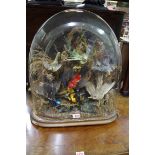 Taxidermy: a cased display of exotic birds, with glass dome, 50cm high.