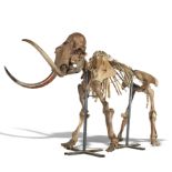 Natural History: A mammoth skeleton Pleistocene, Yakutia, Siberia 270cm high by 480cm long