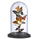 Natural History: A collection of colourful tropical butterflies under glass dome modern 30cm high