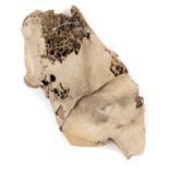 Natural History: A half mammoth skull Pleistocene, Yakutia, Siberia 90cm long