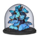 Natural History: A large collection of blue tropical butterflies under glass dome 37cm high