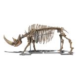 Natural History: An extremely rare and virtually complete Woolly rhinoceros skeleton