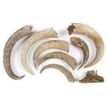 Natural History: A collection of Steppe bison horns Pleistocene, Yakutia, Siberia together with a