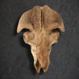 Natural History: A musk ox skull Pleistocene, Yakutia, Siberia 53cm long