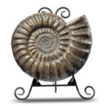 Fossil: An Arietites Bucklandi ammonite Monmouth beach, Lyme Regis, Jurassic 49cm