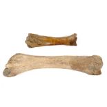 Natural History: A similar mammoth femur and tibia Pleistocene, Yakutia, Siberia femur 114cm long;