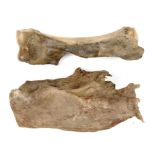 Natural History: A mammoth humerus bone Pleistocene, Yakutia, Siberia 84cm long, together with a