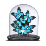 Natural History: A collection of modern blue tropical butterflies under glass dome 33cm high