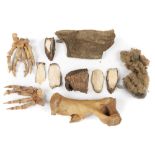 Natural History: A collection of Ice Age remains including two Cave bear paws Pleistocene,