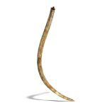 Natural History: A mammoth tusk Pleistocene, Yakutia, Siberia 209cm on outside curve, 11.5kg