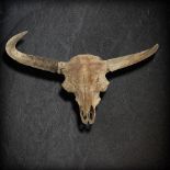 Natural History: A Steppe bison antiquus skull Pleistocene, Yakutia, Siberia 94cm long