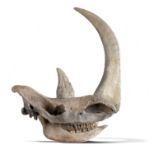 Natural History: A Woolly rhinoceros skull Pleistocene with replica horn 84cm long (see footnote