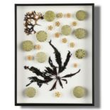 Natural History: A collection of sea urchins and seaweed in a case 50cm high by 39cm wide