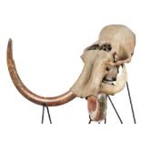 Natural History: A mammoth skull and tusks mounted on iron stand Pleistocene, Yakutia, Siberia