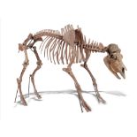 Natural History: A musk ox skeleton Pleistocene, Yakutia, Siberia 127cm high by 204cm long