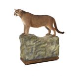 Taxidermy: A Puma (Panthera) mounted by Rowland Wardon naturalistic base pre 1968 with Article 10