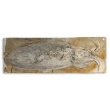 Fossils: An exceptionally large and rare giant squid fossil plaqueSolnhofen, Germany,