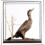 Taxidermy: A full mount shag in the style of Rowland Ward1st half 20th century48cm high by 54cm