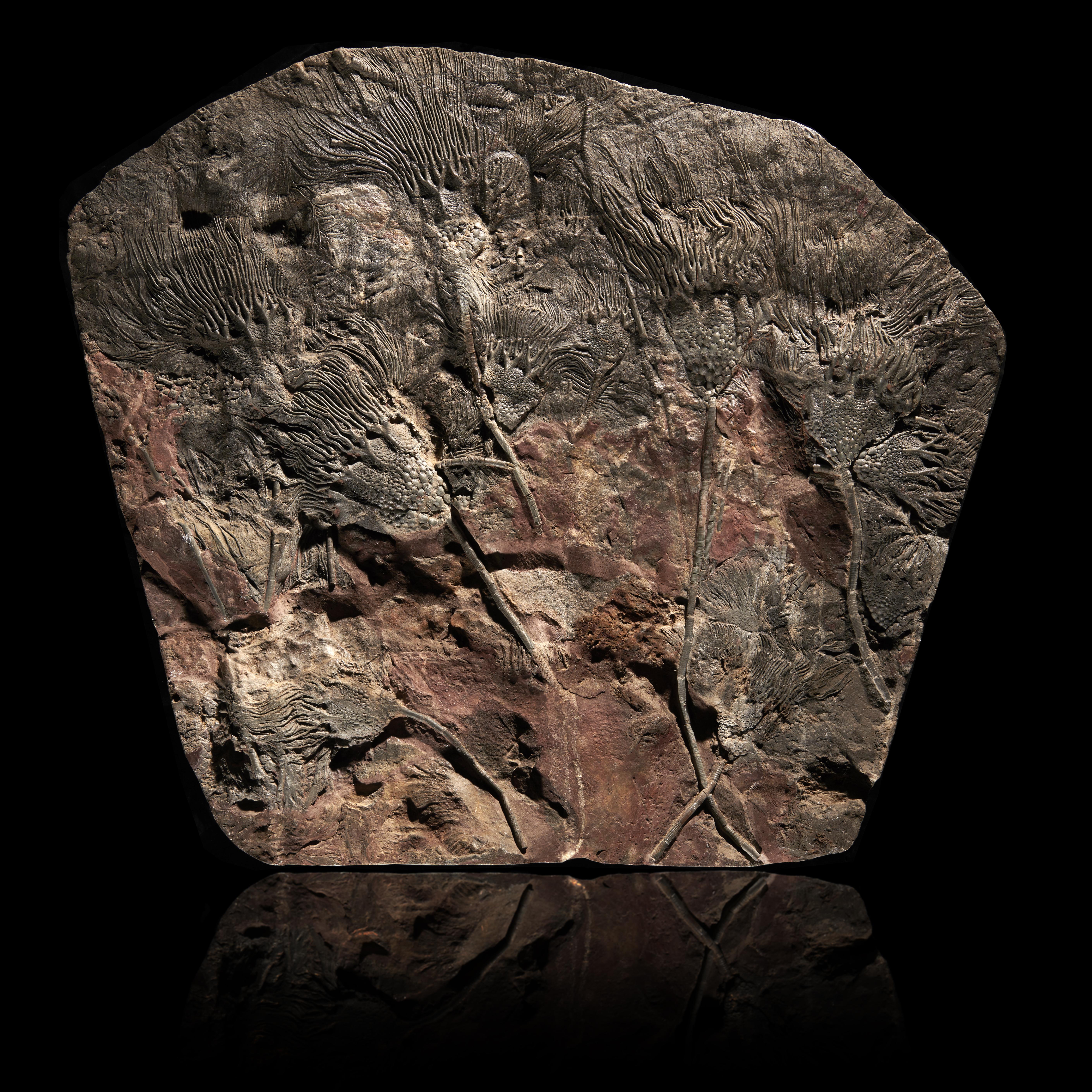 Fossils: A fossil Crinoid plaque seyphocrinites spp.MoroccoDevonian74cm by 81cm