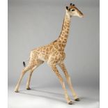 Taxidermy: A baby giraffe2nd half 20th century167cm high