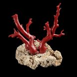 Natural History: A red coral specimenThis lot and lots 519 and 521 to 526 come from the collection