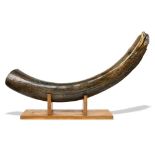 Tusks: A large Mammoth tuskRussian, Pleistocene109cm on the outside of the curve12.9kg
