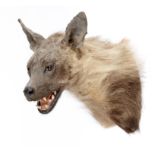 Taxidermy: A Hyena head mountmodern40cm high