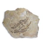 Fossils: A Saurian group plaqueSantana Formation, Cearra, Brazil40cm high by 51cm wide