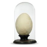 Natural History: A reconstructed Aepyornis egg in glass domeMadagascar55cm high overall