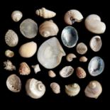 Natural History: A collection of large polished shells (various)This lot and lots 519 to 522 and 524