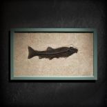 Fossils: A Notogoneus fish plaqueGreen River, Wyoming, Lower Eocene52cm high by 95cm wide