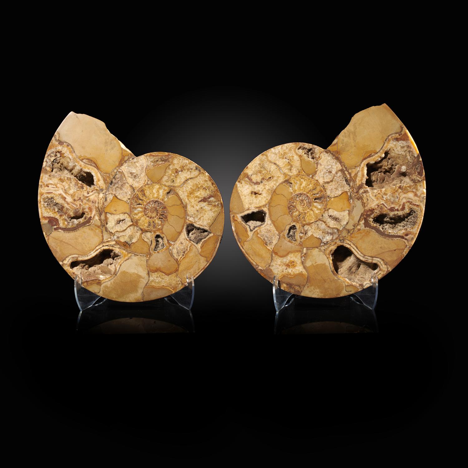 Fossils: An ammonite in two polished halvesMadagascan, Jurassic59cm diameter