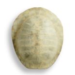 Taxidermy: A small blonde turtle shellcirca 190029cm