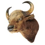 Taxidermy: A Gaur head by Van Ingencirca 190074cm wide