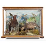 Taxidermy: A case of red grouse by Aaron Forestcirca 1880, 50cm high by 67cm wide