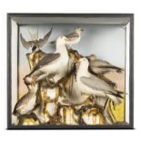 Taxidermy: Edwin Ward: A mixed case of seabirdscirca 1870label to verso85cm high by 92cm wide