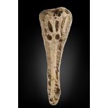Fossils: A Dryosaurus Phosphatitius spp. crocodile skullMorocco95cm long