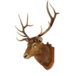 Taxidermy: An impressive 12 point Wapiti trophy on shielddated October 1930width of antlers 102cm