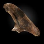 Natural History: A left ilium bone of a whaleNorth sea bedPleistocene81cm