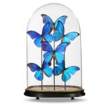 Taxidermy: A collection of blue morpho butterflies under glass domemodern54cm high