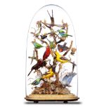 Taxidermy: A dome of tropical birdslate 19th century70cm high