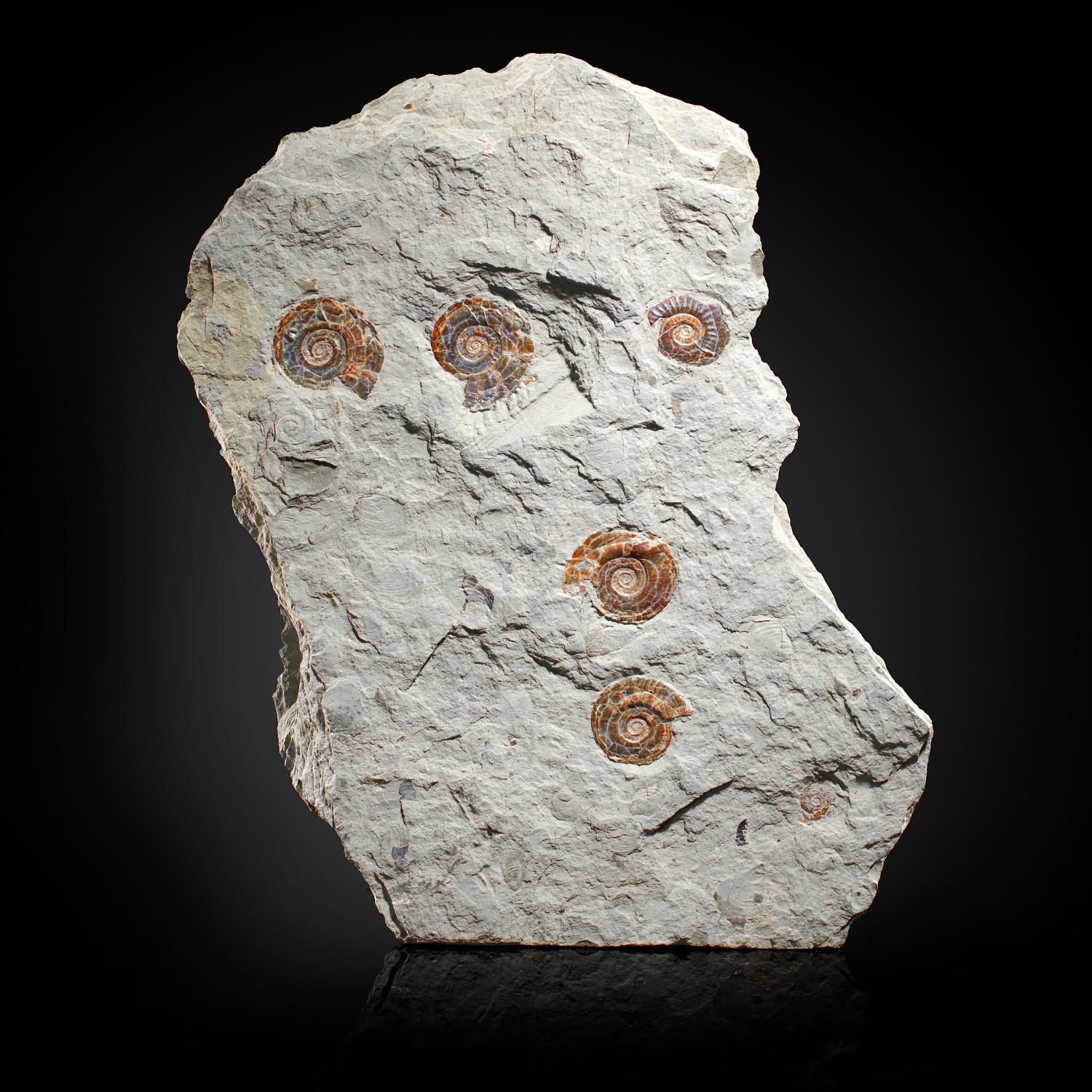 Fossils: A fossil ammonite Psiloceras Pamorbis plaqueSomerset UKJurassic41cm