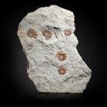 Fossils: A fossil ammonite Psiloceras Pamorbis plaqueSomerset UKJurassic41cm