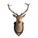 Taxidermy: A 13 point red deer trophy on shielddated 1938 label to verso130cm overall